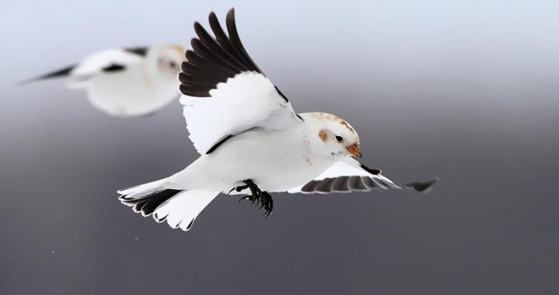 arctic birds